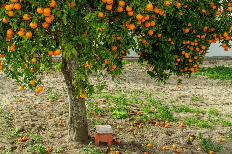Orange tree or citrus sinensis almost covered with oranges. Great harvest in the orchard stock photography