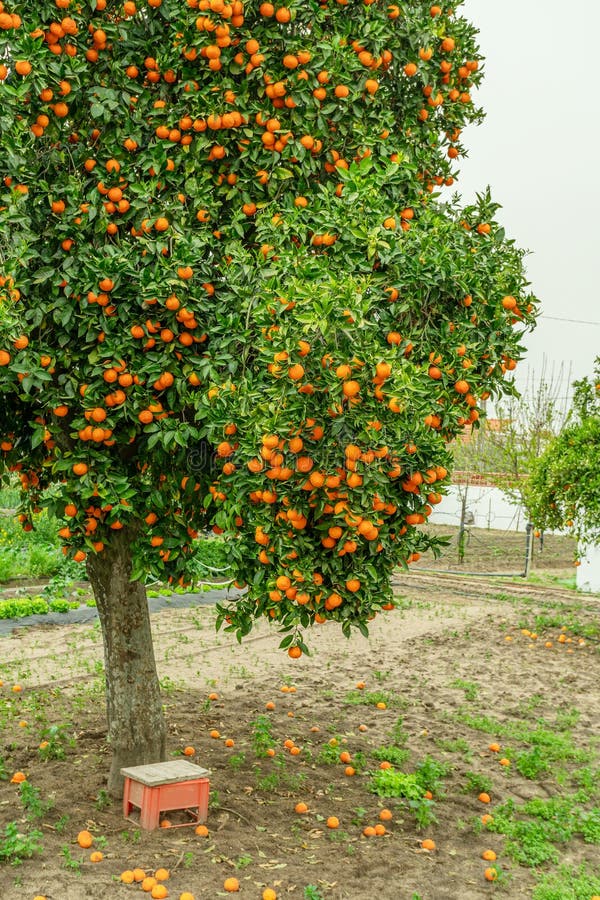 Orange tree or citrus sinensis almost covered with oranges. Great harvest in the orchard stock photos