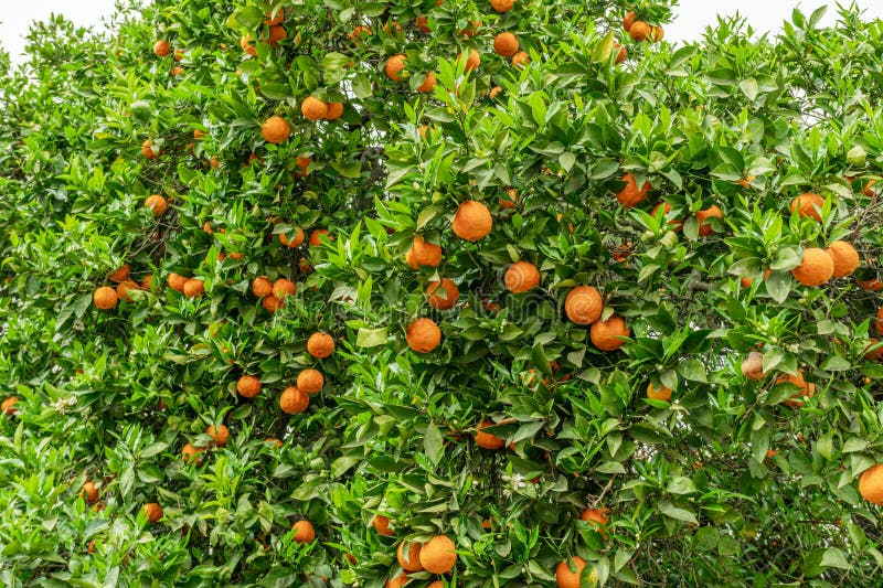 Orange tree or citrus sinensis almost covered with oranges. Great harvest in the orchard stock photography