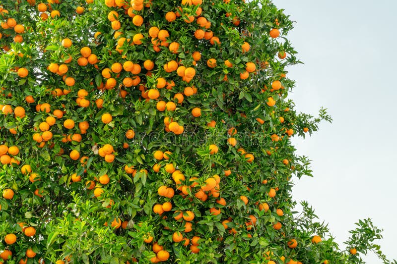 Orange tree or citrus sinensis almost covered with oranges. Great harvest in the orchard stock images