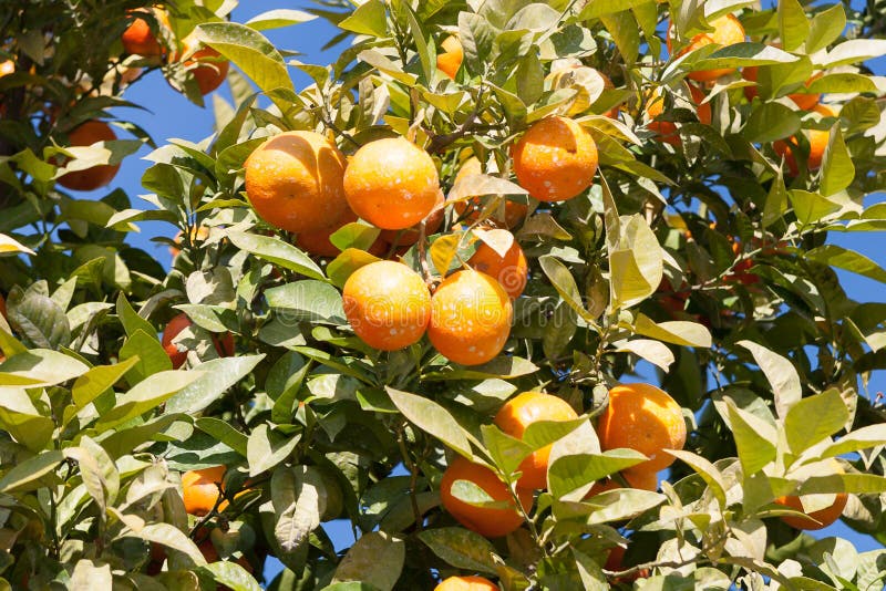 Orange Tree Citrus Sinensis Stock Photo Image of agriculture, delicious 44384660