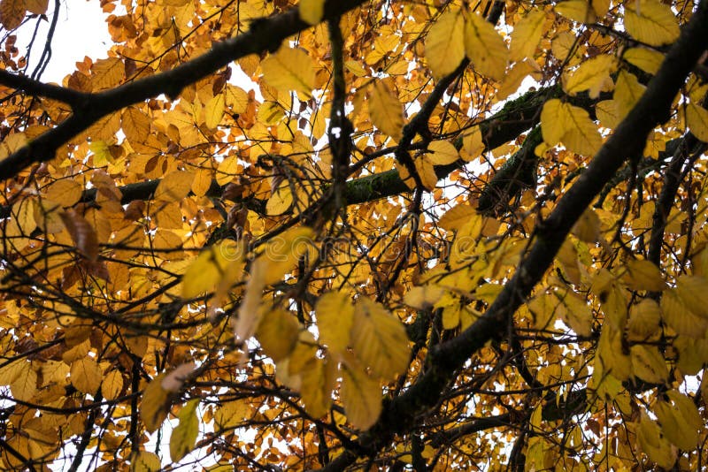  Orange  Tree  In Fall  Season Low Angle View Stock Image 