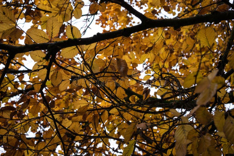  Orange  Tree  In Fall  Season Low Angle View Stock Photo 