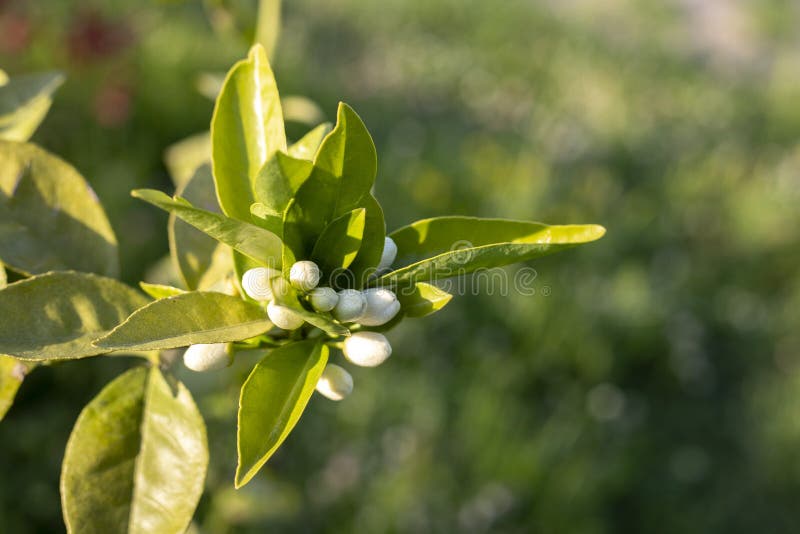 Orange tree flower white green nature background stock image Orange tree flower white green nature background stock image