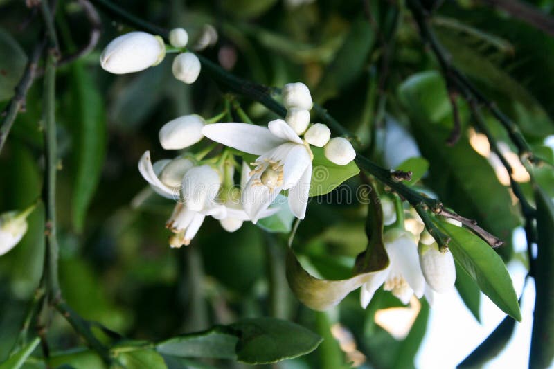 Orange tree blossom stock photo. Image of agriculture 41453748