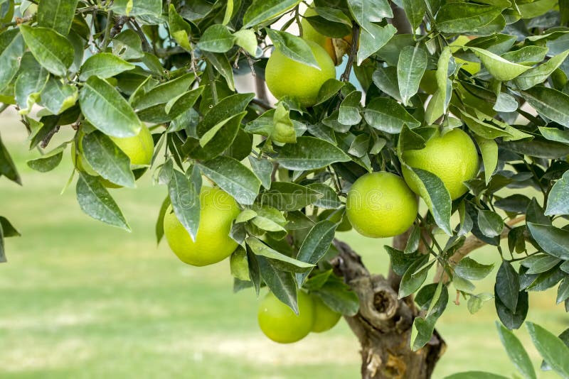 Orange tree stock image. Image of flora, shade, leafage 61034589