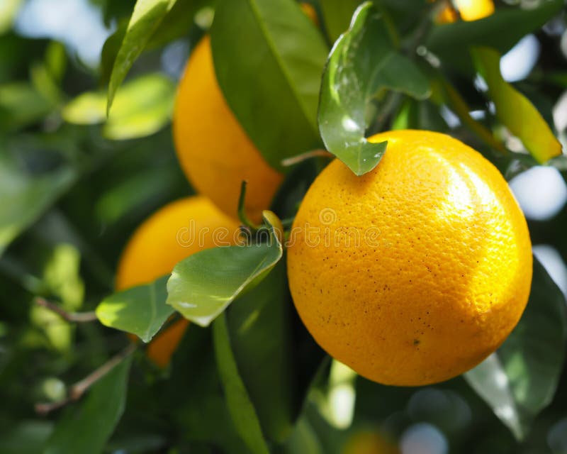Orange Tree Fruit stock photo. Image of juicy, fruit 59705460