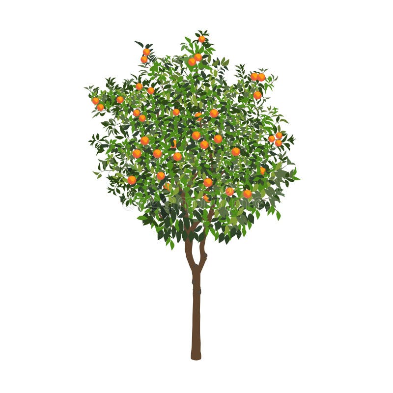 Orange Tree Drawing Stock Illustrations, Cliparts and Royalty Free Orange  Tree Drawing Vectors