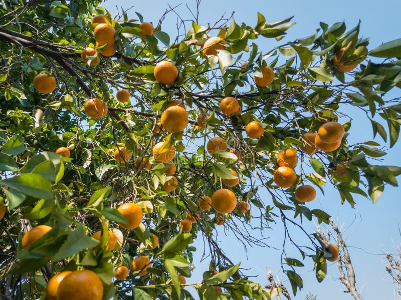 Orange Tree with Group of Oranges Hanging with Branches. Fruit Farming