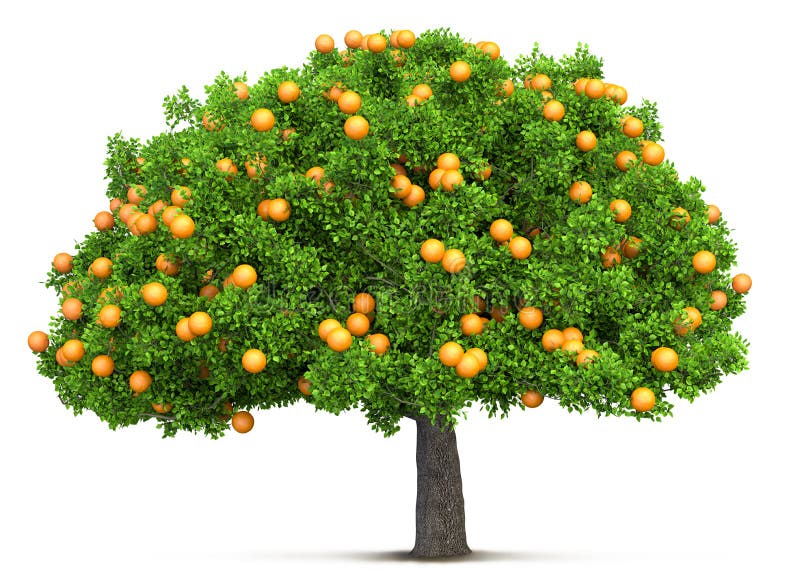 Orange tree isolated