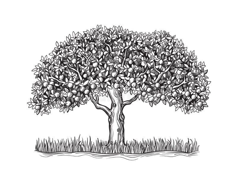 Orange Tree Clipart Black And White