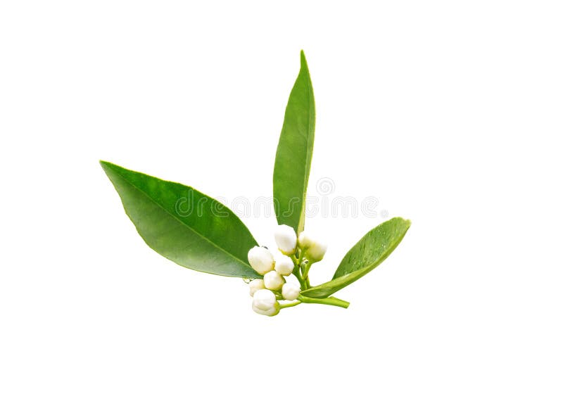 Orange tree neroli buds after spring rain isolated on white. Azahar blossom