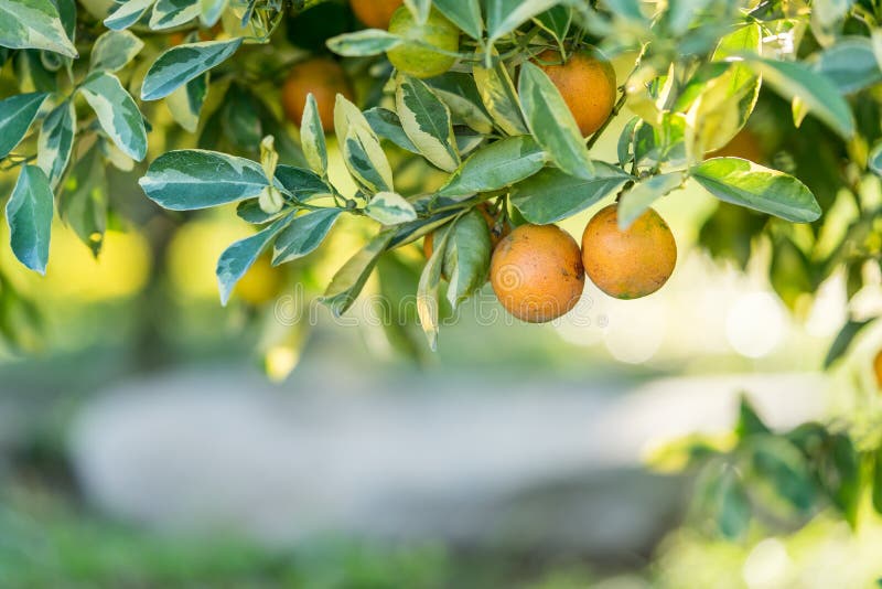 Orange tree Orange Farm stock image. Image of agriculture 66821897