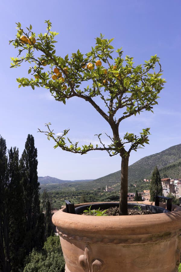 Potted orange trees stock photo. Image of golden, fructification 22713894