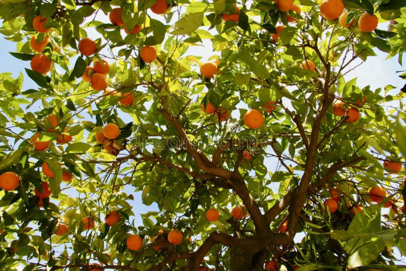 Orange tree in the sun stock image. Image of healthy 171546043