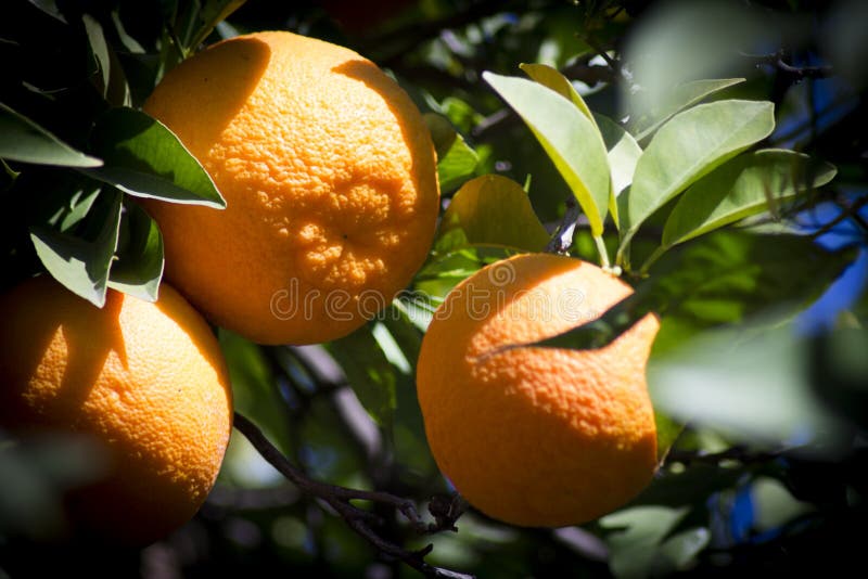 Orange Tree in the Sun with Very Green Leaves Stock Photo Image of