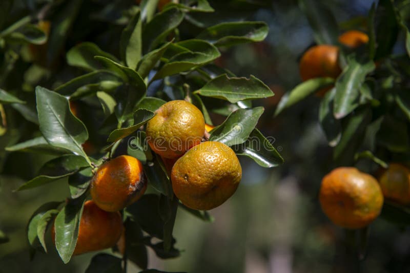 Orange tree, Vitamin C stock photos