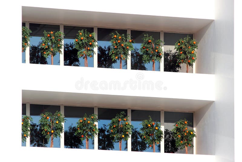 Orange Trees on Balconies of a Modern Building Stock Image Image of