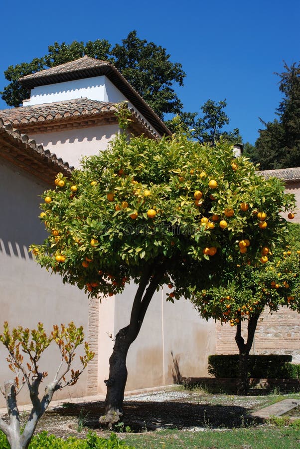Orange Trees in Garden, Andalusia, Spain. Stock Photo Image of garden