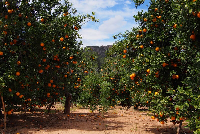 Orange Trees Garden with Many Fruits, Spain Stock Image Image of hand