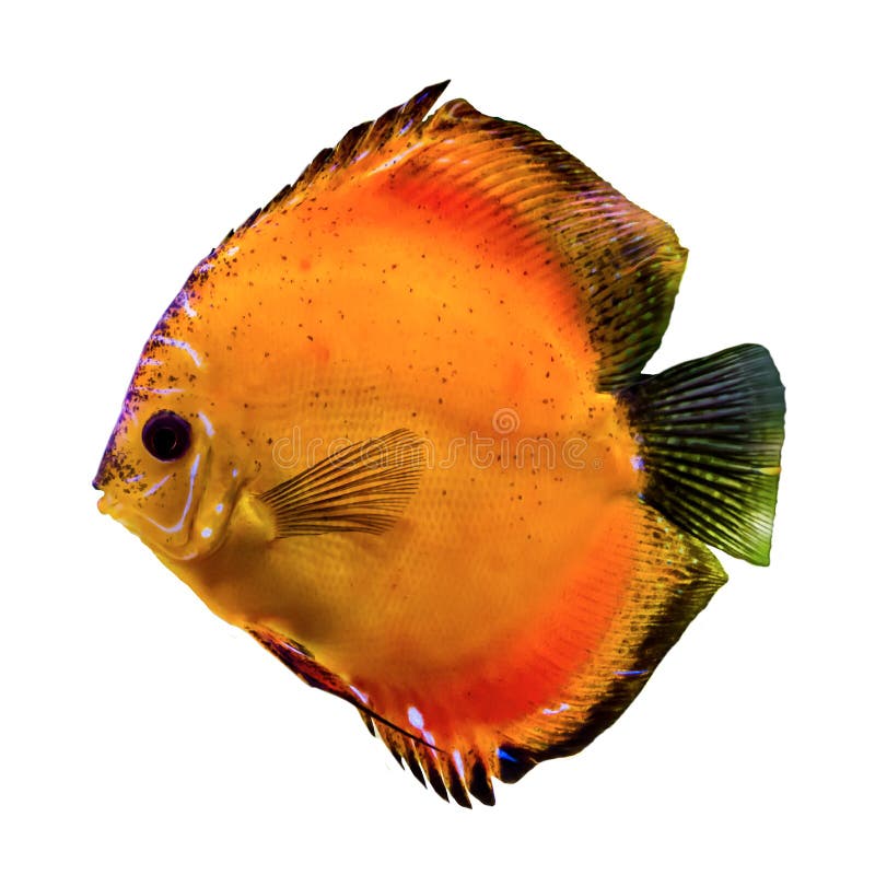 Orange Tropical Fish from the  River. Stock Image - Image of bream,  biology: 137581045