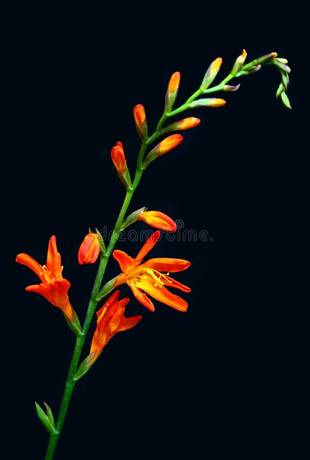 Orange Tropical Flower Royalty Free Stock Photos Image 2736738