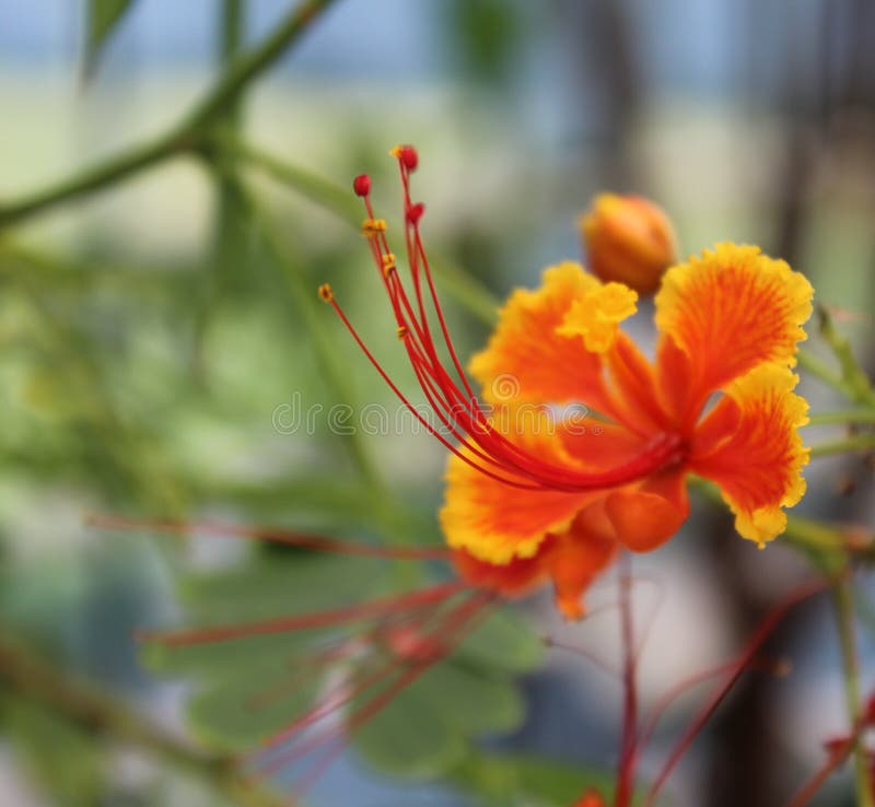 Orange tropical flower stock image. Image of costa, green 84094547