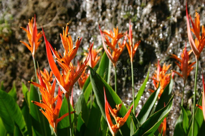 Orange tropical flower stock photo. Image of petals, flower 2736738