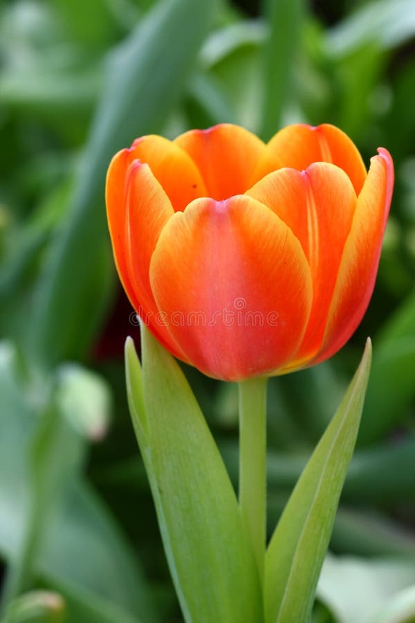 68,059 Orange Tulip Stock Photos Free & RoyaltyFree Stock Photos