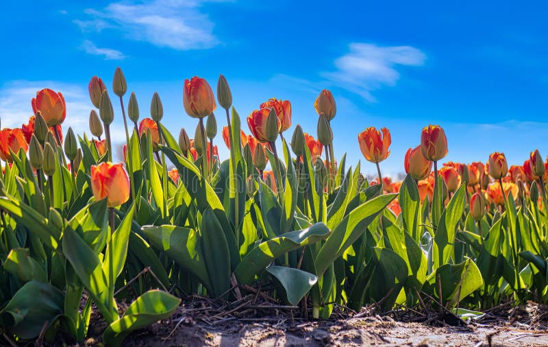 Orange Tulip Fields Netherlands Stock Photo Image of holland, outdoor