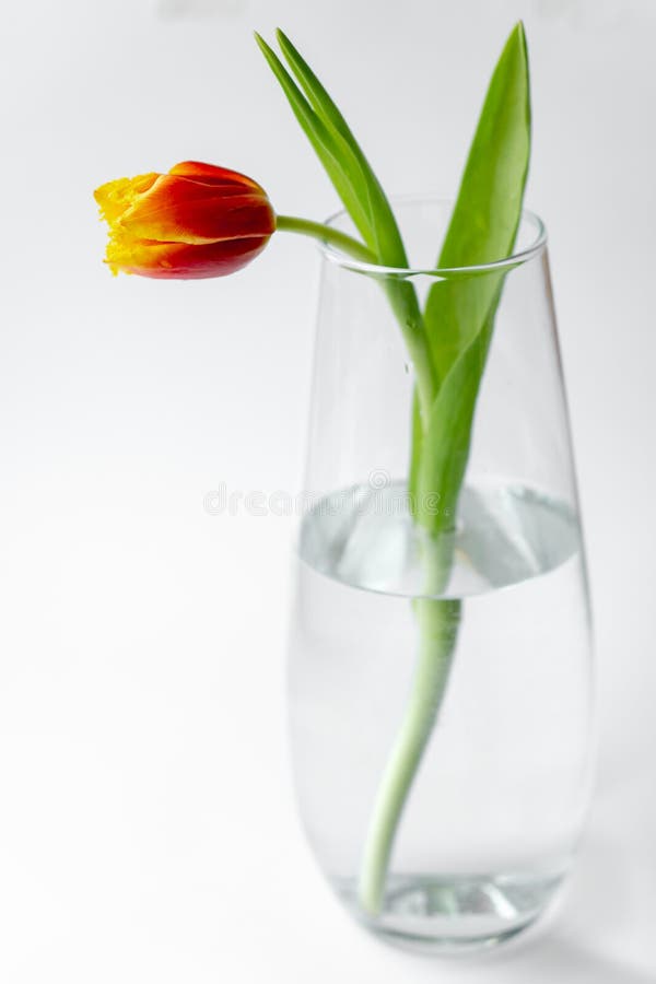 Orange Tulip in a Vase on a White Background. Single Orange Tulip in a