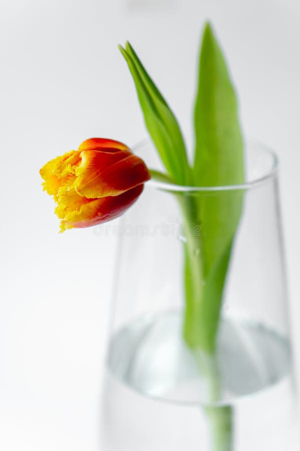 Orange Tulip in a Vase on a White Background. Single Orange Tulip in a