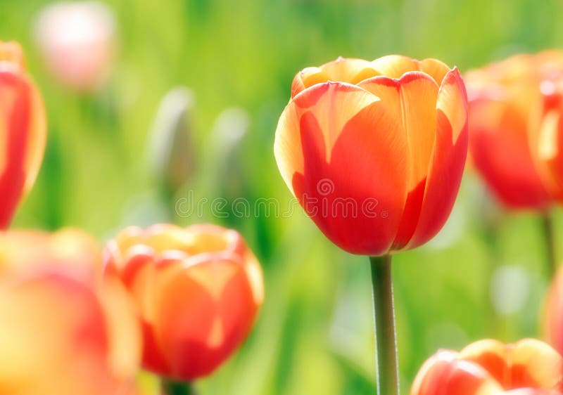 Orange tulips