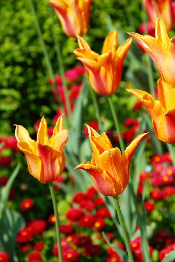 Orange tulips background stock photos