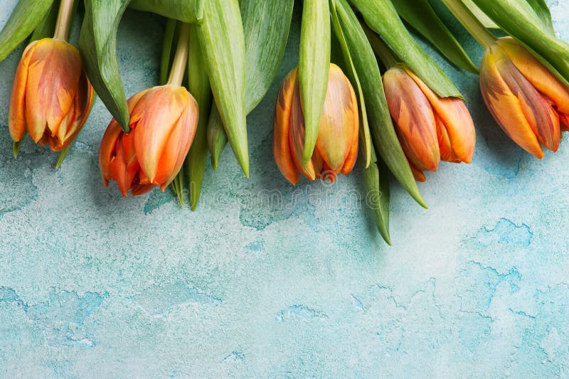 Orange tulips on blue concrete weathered background royalty free stock image Orange tulips on blue concrete weathered background royalty free stock image