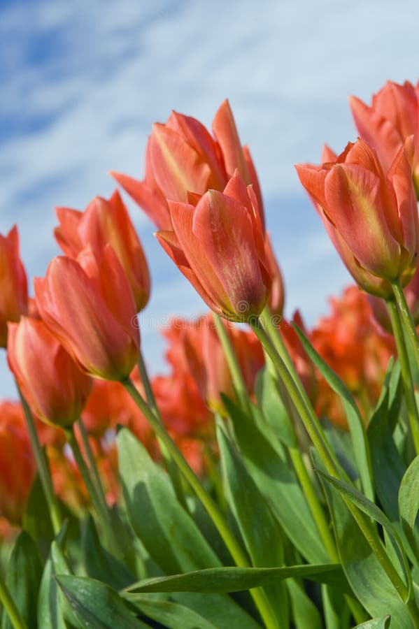 Orange Tulips under a Blue Sky stock photos