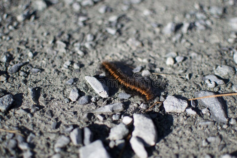 Orange Worm Insect Stock Photos Download 1,978 Royalty Free Photos