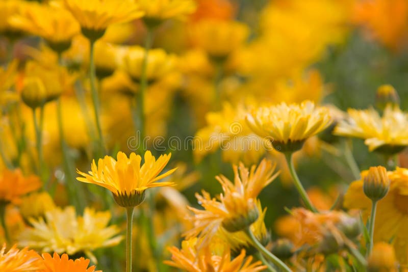 Orange und gelbe Blumen