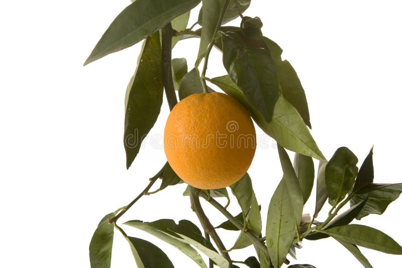 Orange on vertical branch