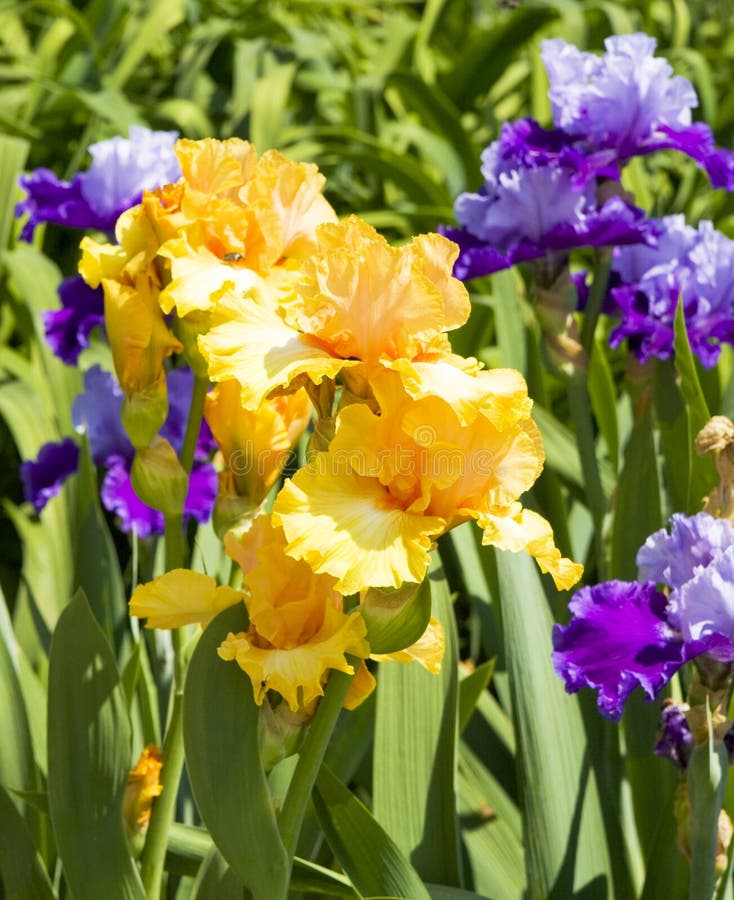 Irises of Orange and Violet Colours Stock Image Image of plant