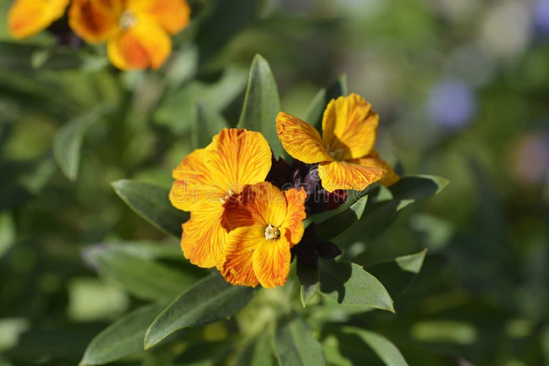 Orange Wallflower stock image. Image of yellow, garden 208058663