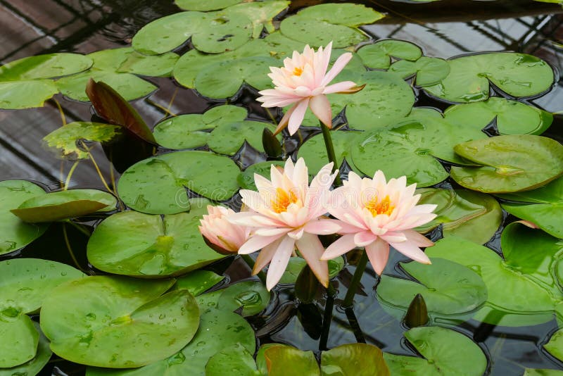 Orange Water Lily in the Pond Stock Image Image of flower, park 61857465