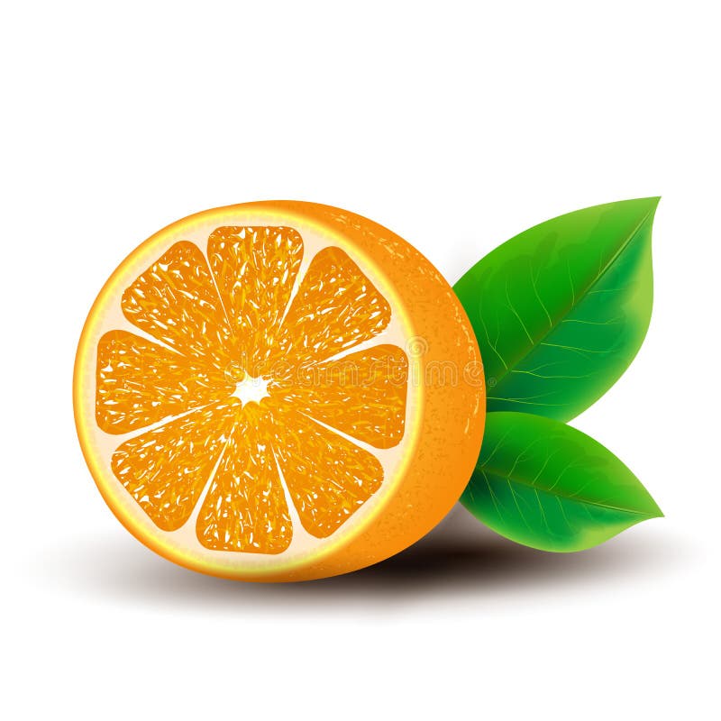 Download Orange stock vector. Illustration of half, juicy, summer - 39505697