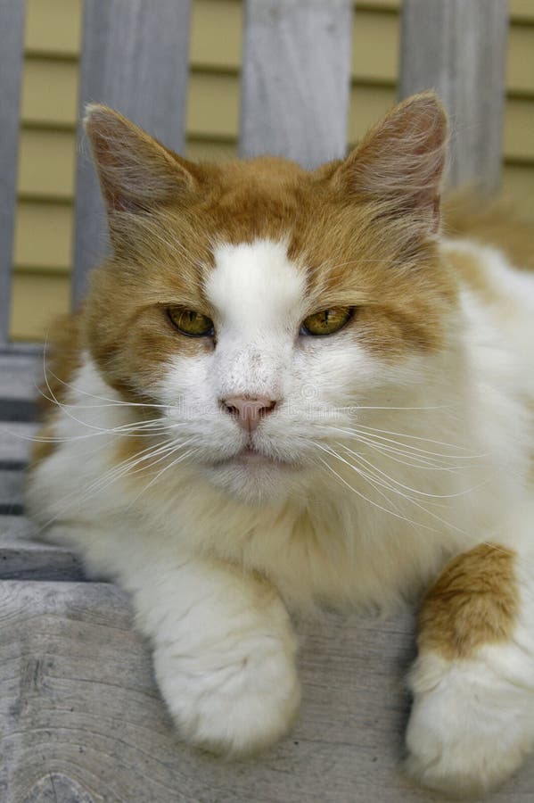 Orange/White Cat Portrait