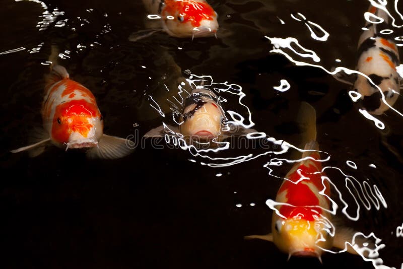 Decorative Japanese Koi Carp Fish Swimming