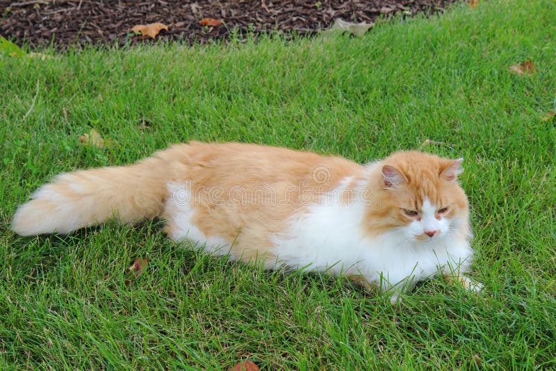 orange cat long hair