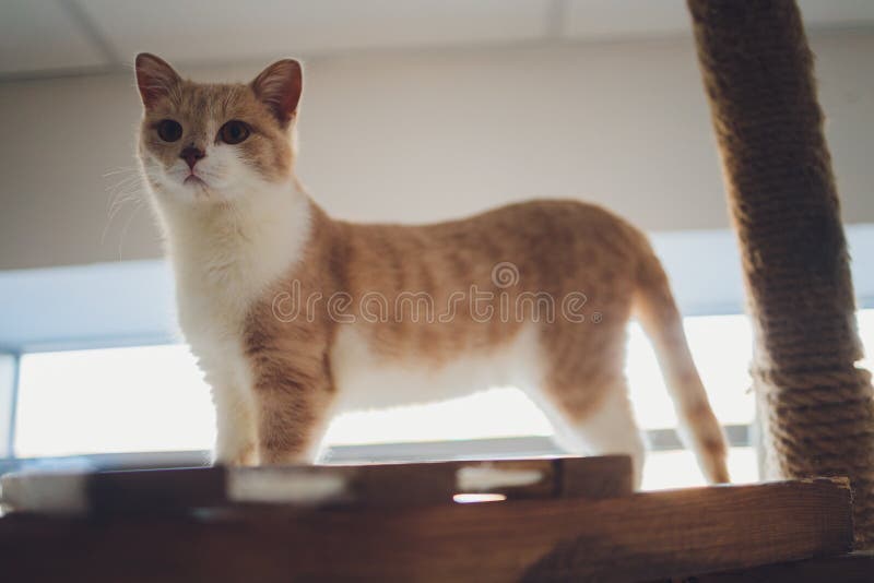Orange and White Munchkin Cat,short Legs Little Cute Cat. Stock Image -  Image of funny, pink: 199964303