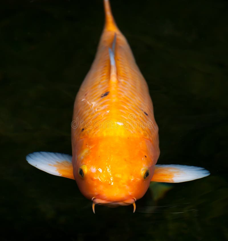 Orange and White Ogon Koi (Cyprinus carpio) Swimming at the Surf