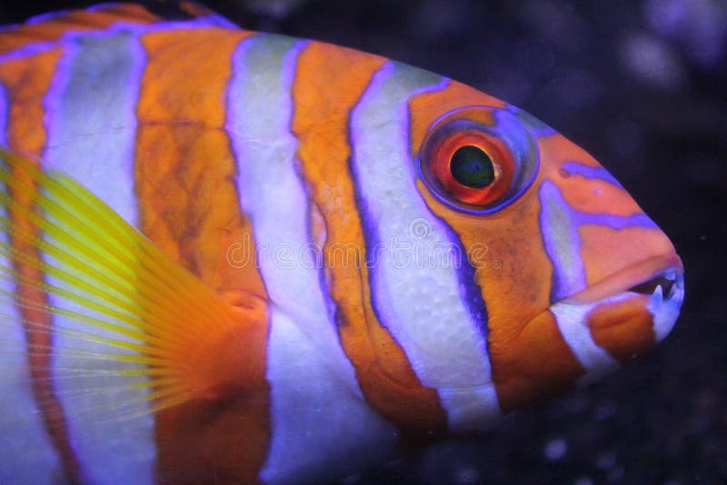Free Public Domain CC0 Image Orange And White Striped Fish Picture