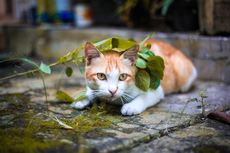 Cat Gray Is Bad Cat Stock Photo - Download Image Now - Animal, Arrest,  Backgrounds - iStock